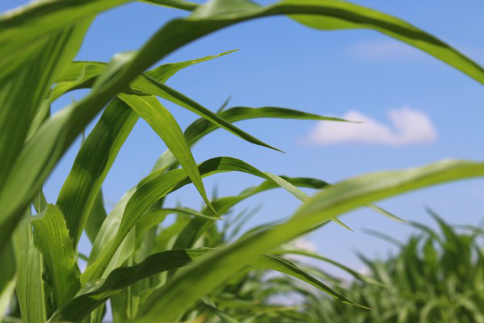 Corn field